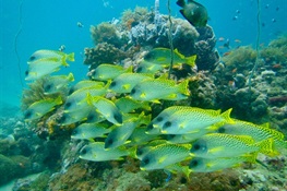 Maintaining Fish Biomass the Key to Conserving Reef Fish Biodiversity